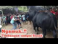 Download Lagu Ngamuk..!! Timbangan sampai Rusak Douglas Sapi Jumbo masih Gagal ditimbang