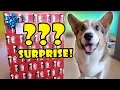 CORGI Xmas SURPRISE OPENING 50 DOG Presents Life After College Ep 578