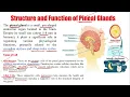 Anatomy Physiology 111 Structure Function of Pineal Gland Pineal Gland Melatonin Function