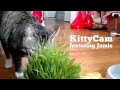 KittyCam - Raspberry Pi Camera with Cat Facial Recognition written in Node js