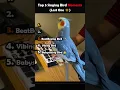 Download Lagu 5 Momen Terbaik Burung Bernyanyi