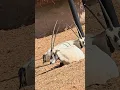 Gemsbok horned animal saudi arbia riyadh 🦌 deer