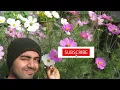 Cosmos Flower | How to Grow & Care Cosmos Flower Plant | কসমস ফুল