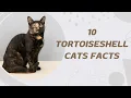 10 Tortoiseshell Cats Facts