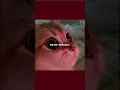 🐱YOUNG CISTER- MIAU-Sub/Eng Lyrics Video🥺