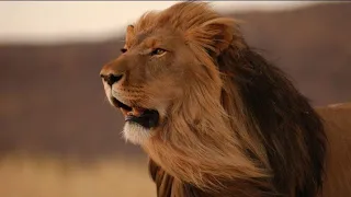 احنا اساس الرجوله احنا اساس البطوله عامله جدعه بالاصول والناقص بناقص ما تعرفهوش احمد بكر دندنها