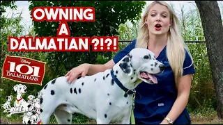 Download Owning a Dalmatian | What you need to know! MP3