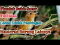 Download Lagu Planduk Bukit Gacor Full Isian Cocok Untuk Pancingan Masteran Burung Lainnya#Plandukbukitgacor