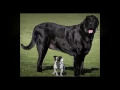 Dog Houses For Extra Large Breed Dogs