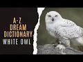 White Owl Dream Interpretation White Owl Dream Dictionary White Owl Dream Symbolism