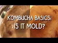 Kombucha Basics Is it mold
