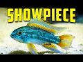 The Best Centerpiece Fish For Every Aquarium Size
