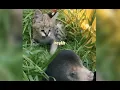 Bear vs Bobcat