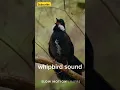 Download Lagu whipbird call: nature’s perfect symphony! #shorts #sound