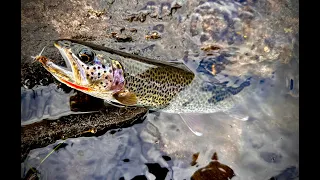 Download Fly fishing for trout in Alaska. MP3