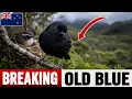 ONLY 7 Of These BIRDS Were LEFT On EARTH In 1981 What SAVED Them WASN T Wilderness
