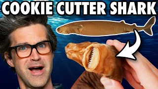 are these crazy fish real or fake