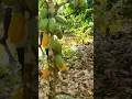 Download Lagu Mijn cacaoplantage in Afrika #cacao #chocolade #landbouw