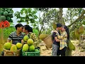 Download Lagu Harvesting lots of ripe papaya and jackfruit for sale | Linh's Life