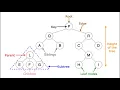 Trees Data Structures Final Project Team Michael Tyler and Ebenezer