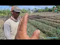 Download Lagu PERSIAPAN MERUBAH BEDENGAN BEDENGAN UNTUK TANAM LOMBOK 