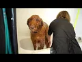 Pet Stores in Racine WI details at YellowPages com