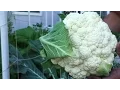 Good Cauliflower Bad Cauliflower - Growing great cauliflower heads in your garden
