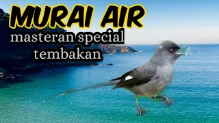 masteran suara murai air gacor nembak untuk masteran burung juara