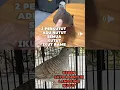 Download Lagu suara perkutut adu argumen nutut ajak ribut perkutut yg ada dmn saja #platm #suaraperkutut  #birds