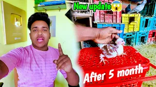 New Update 😳 After 5 months // Sultan Pigeon Jainul khan // pigeon vlog video
