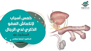 خمس أسباب لإنكماش العضو الذكري لدي الرجال المسكوت عنه الدكتور اسامة غطاس 