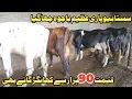 Download Lagu محمد عظیم باجوہ سیالکوٹ 4 خوبصورت گائے 4 جھوٹیاں دستیاب 5 ستمبر 2025 Farming and Business Ideas