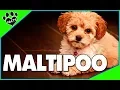 Maltipoo Facts and Information - Poodle Maltese Mix