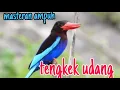 Download Lagu suara masteran tengkek udang, cocok untuk masteran burung lomba.