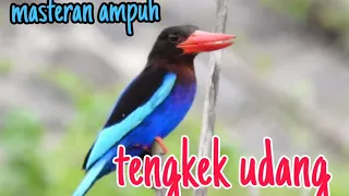 suara masteran tengkek udang cocok untuk masteran burung lomba 