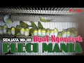 Download Lagu TERAPI SUARA PLECI BUXTONI OMBYOKAN AGAR TIDAK STRESS \u0026 CEPAT BUKA PARUH