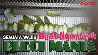 terapi suara pleci buxtoni ombyokan agar tidak stress u0026 cepat buka paruh