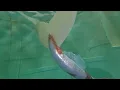 Download Lagu Mermaid real goldfish effect extended tail/longfish tail