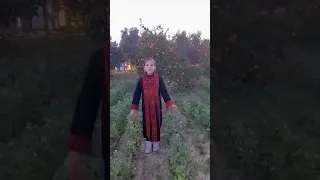 تلخيص قصة عن الطمع الحكواتية صبا أبو ديب إشراف المعلمة راوية حماد 