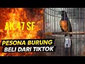 Lagu PESONA BURUNG BELI DARI TIKTOK