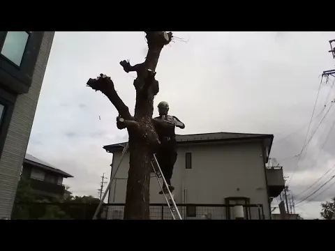 ☆庭木の剪定・伐採・抜根・草刈り作業　お任せください。　損害保険加入済みで安心◎