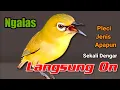Download Lagu suara PLECI GACOR pagi, siang, sore BIANGNYA bikin PLECI jenis apapun Langsung ON bunyi