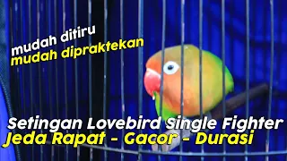 Download Perawatan Lovebird Single FIghter Jeda Rapat  Durasi Dan Gacor Di Lapangan MP3