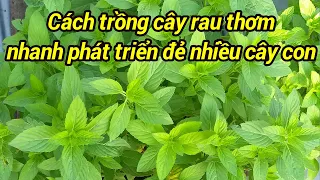 Download Cách trồng rau húng cây (rau thơm) MP3