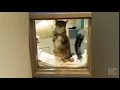 Houston shelter cat Quilty goes viral after repeatedly letting his cat comrades loose