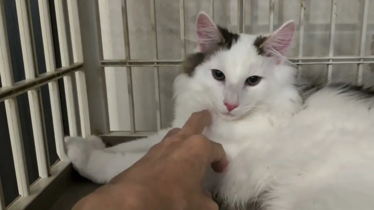 動画