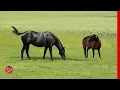 Download Lagu When the Sheep Faced the Horse...It Regretted It Deeply