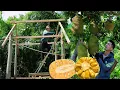 Download Lagu 10 dagen voor tyfoon Bualoi: Tuan bouwt een houten badkamer en plukt jackfruit