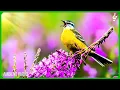 Download Lagu Beautiful Relaxing Music With Bird Sounds 🦜 Positive Energy, Morning Music, Study and Work