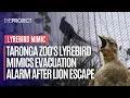 Download Lagu Taronga Zoo's Lyrebird Mimics Evacuation Alarm After Lion Escape
